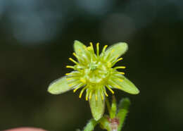 Image of corkystem passionflower