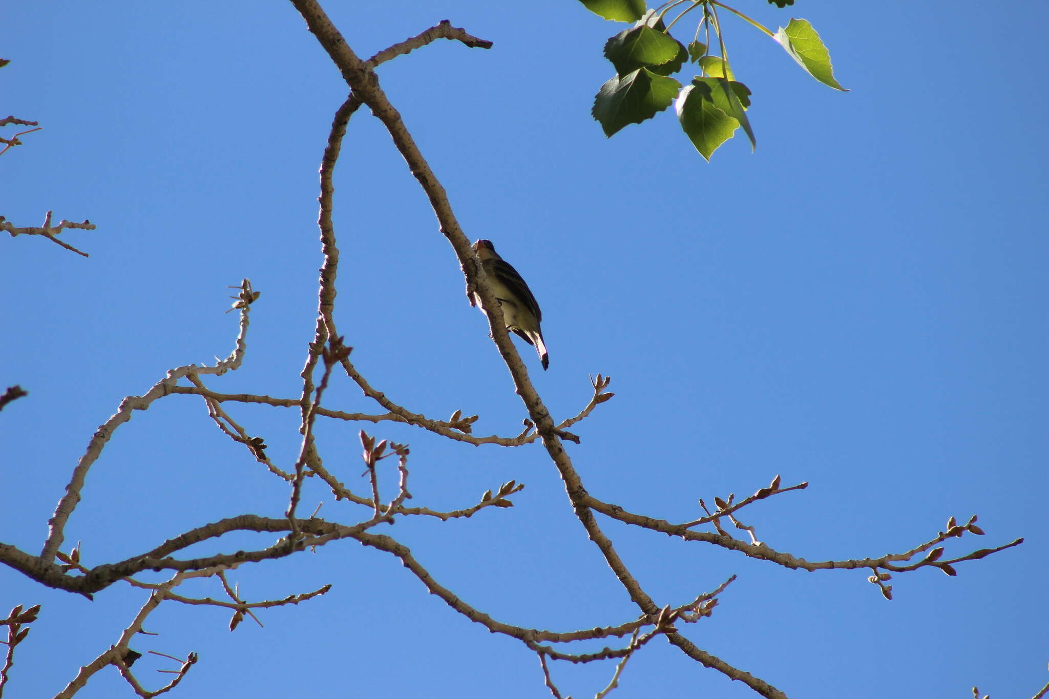 Image of southwestern willow flycatcher