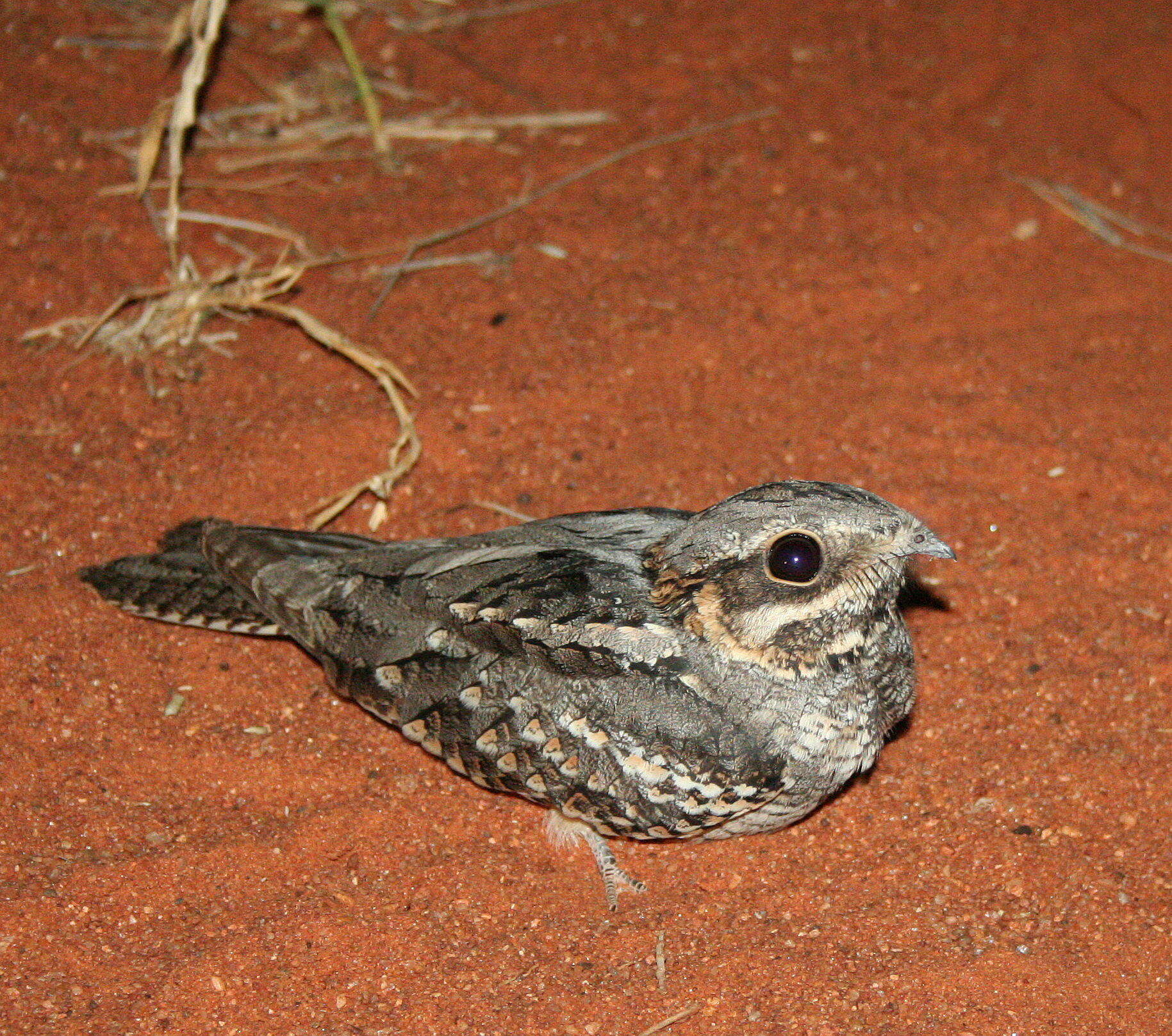 Image of Caprimulgus rufigena damarensis Strickland 1853