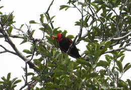 Plancia ëd Lorius lory lory (Linnaeus 1758)