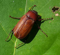 Image of Phyllophaga (Phyllophaga) quercus (Knoch 1801)