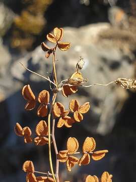 Слика од Pellaea myrtillifolia Mett. ex Kuhn