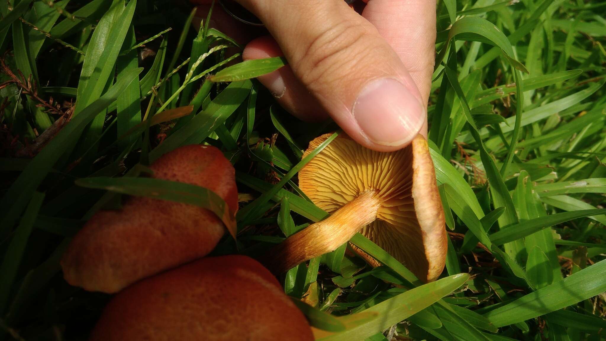 Imagem de Gymnopilus aeruginosus (Peck) Singer 1951