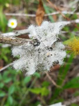 Image of shield lichen