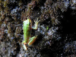 Image of European Treefrog