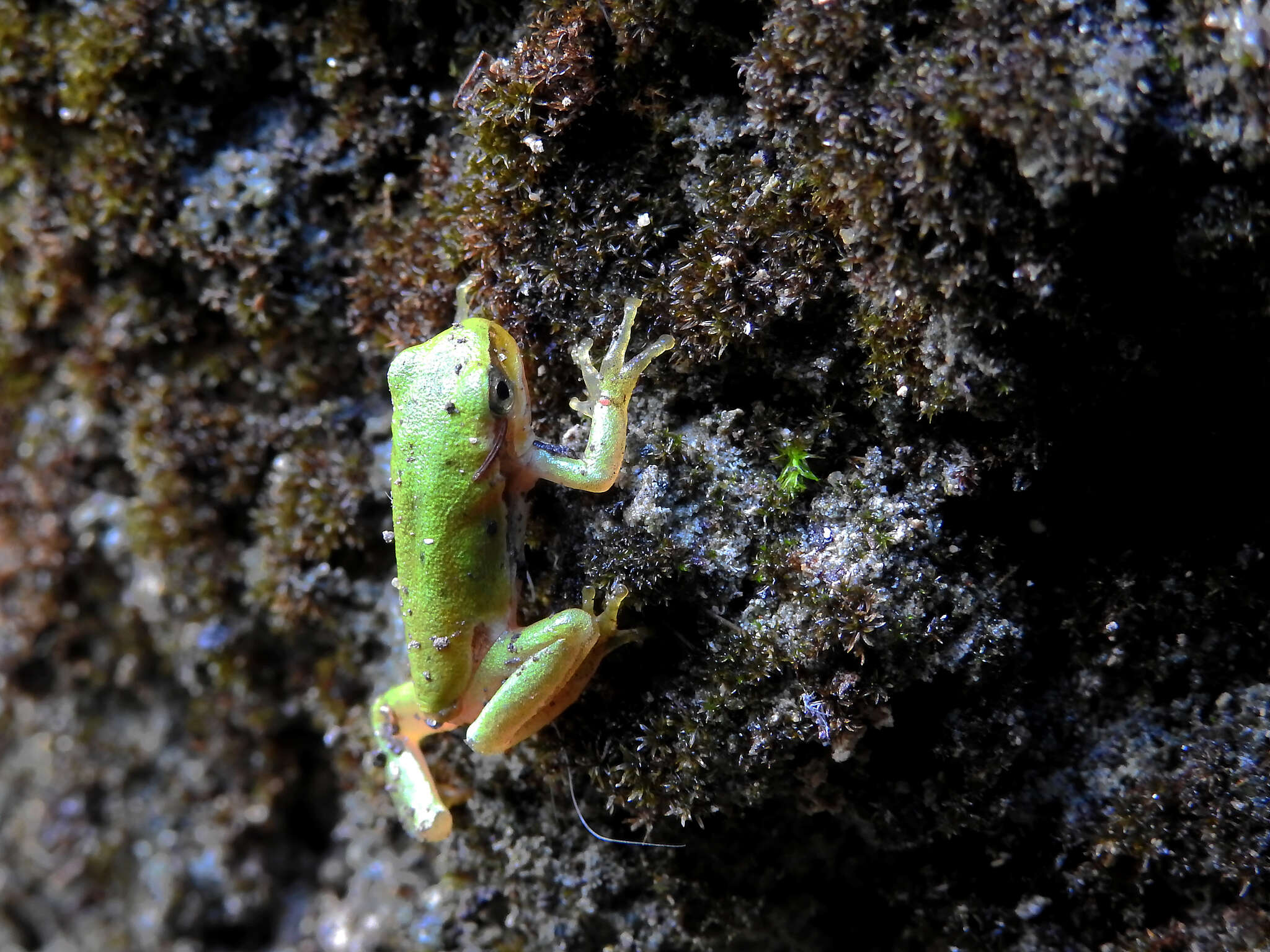 Image of European Treefrog