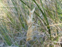 Plancia ëd Rytidosperma geniculatum (J. M. Black) Connor & Edgar