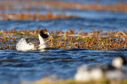 Image of Hooded Grebe