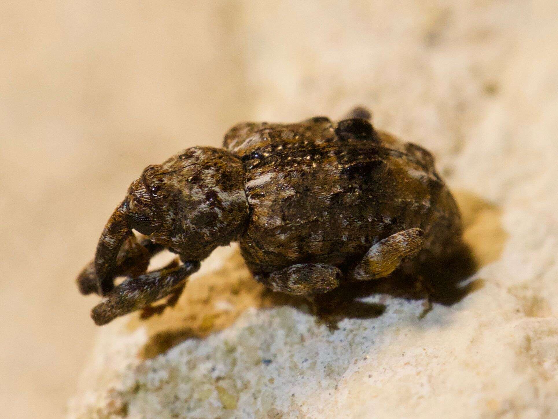 Image of Plum Curculio