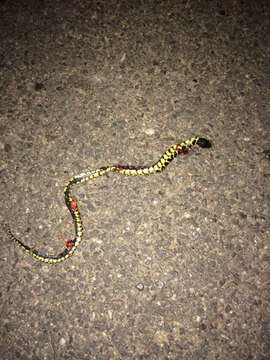 Image of Desert Kingsnake