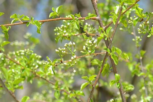 Image of Mahaleb cherry