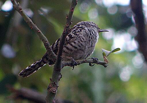 Image of Stripe-backed Wren