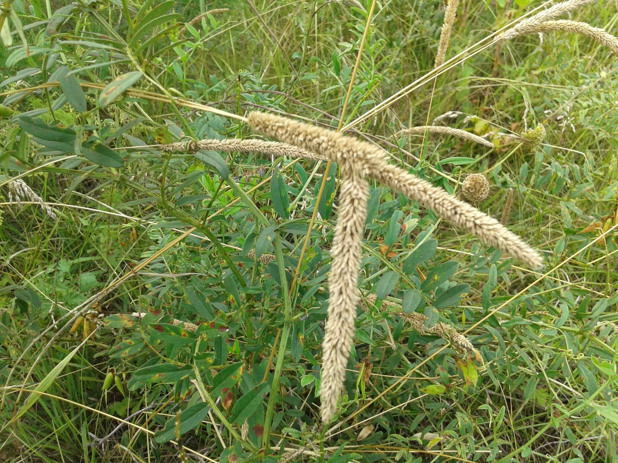 Image of Boehmer's cat's-tail