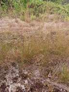 Image of rough bentgrass