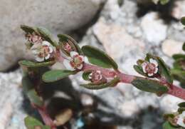 Euphorbia pergamena Small resmi