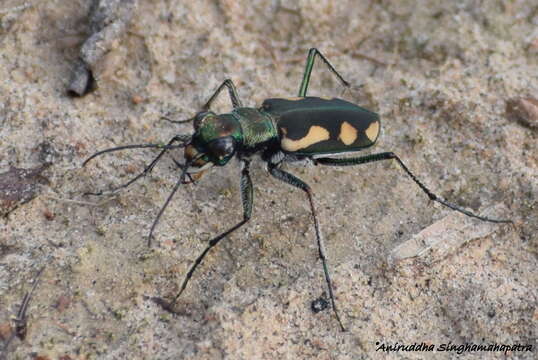 Image of Cicindela (Calochroa) tritoma Schmidt-Goebel 1846