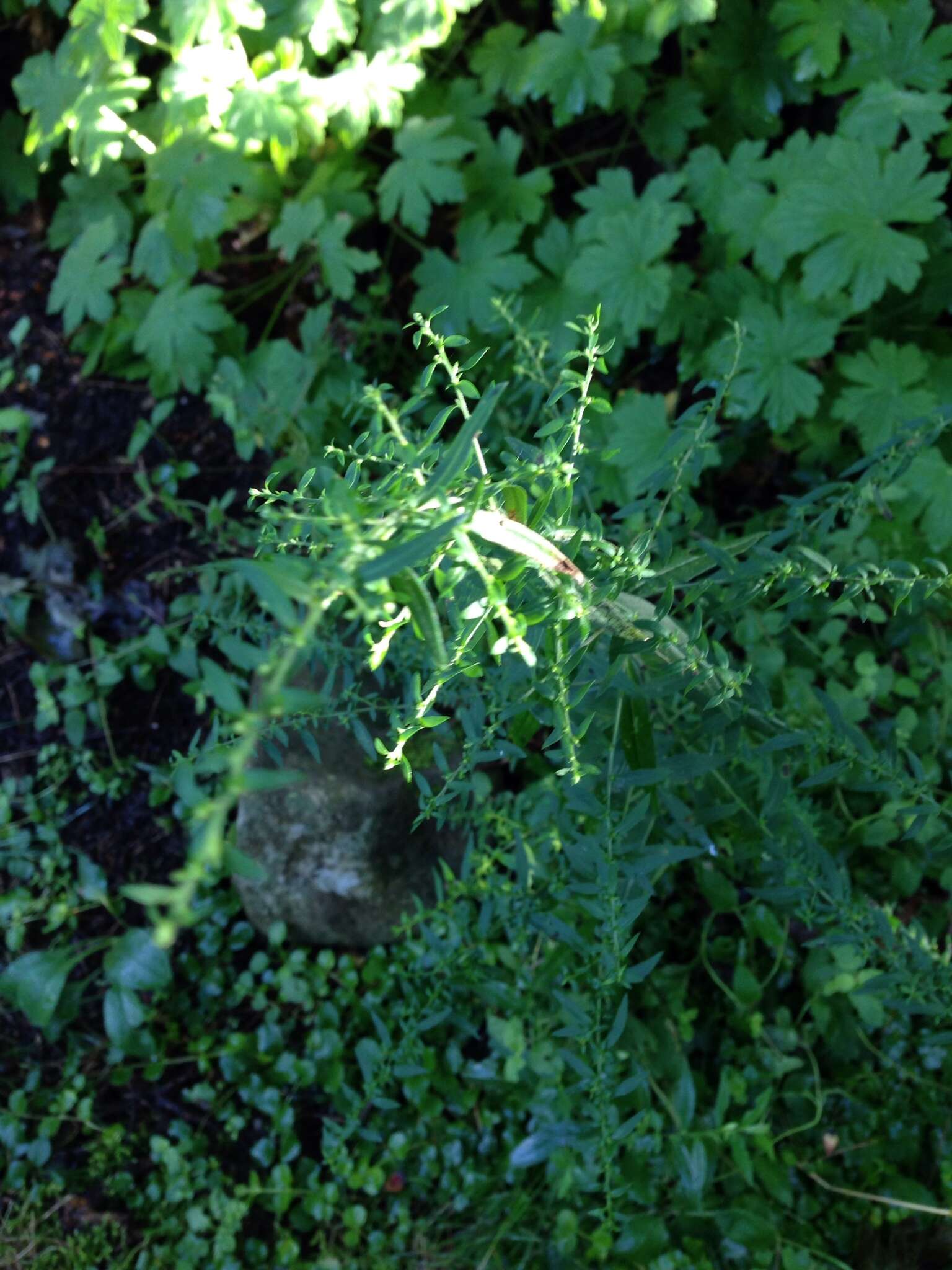 Image of <i>Symphyotrichum <i>lateriflorum</i></i> var. lateriflorum