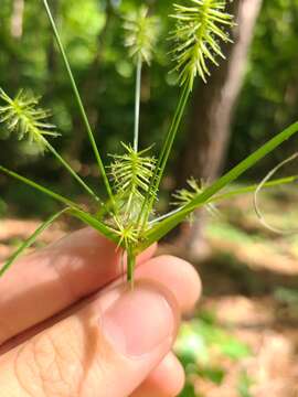 Sivun Cyperus retrofractus (L.) Torr. kuva