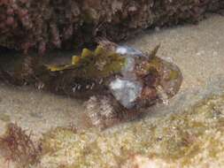 Image of Mozambique scorpionfish