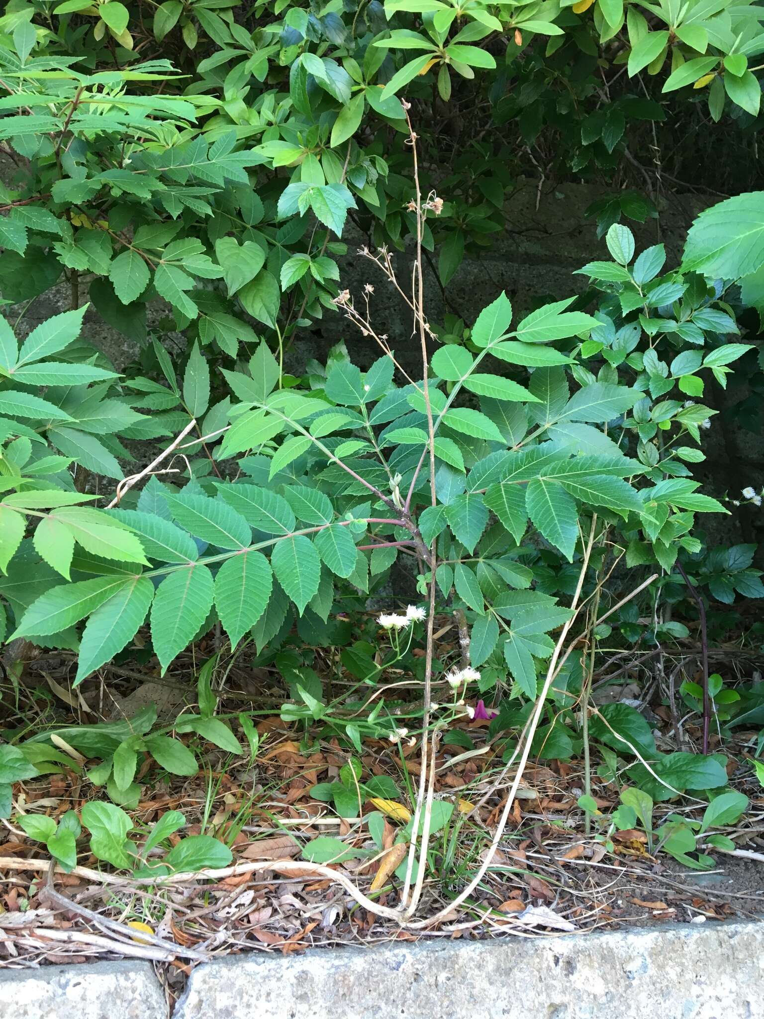 Sivun Rhus chinensis Mill. kuva