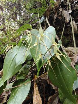 Imagem de Pleurothallis phalangifera (C. Presl) Rchb. fil.