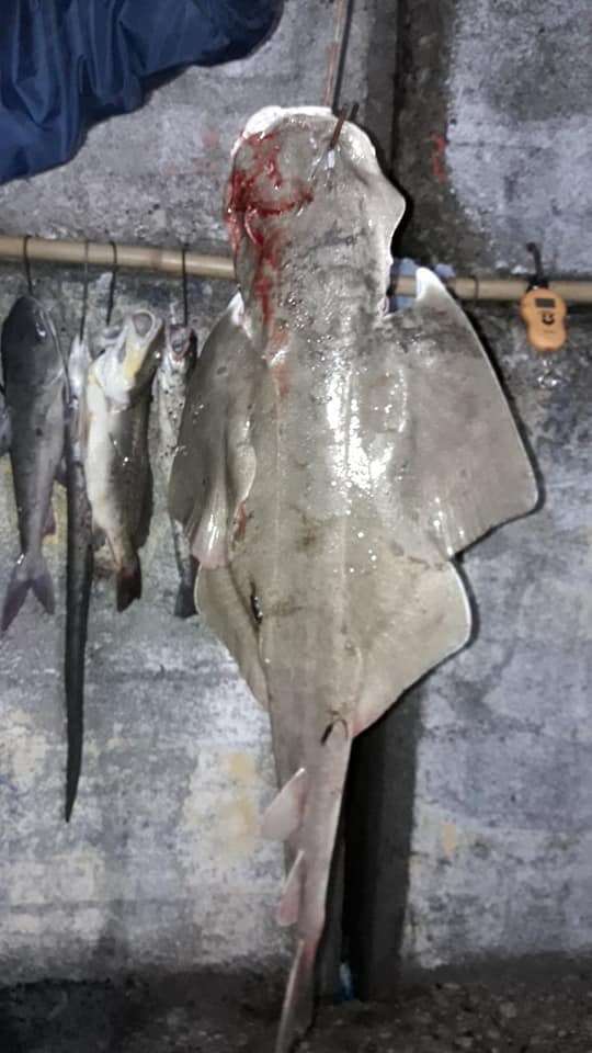 Image of Hidden Angelshark