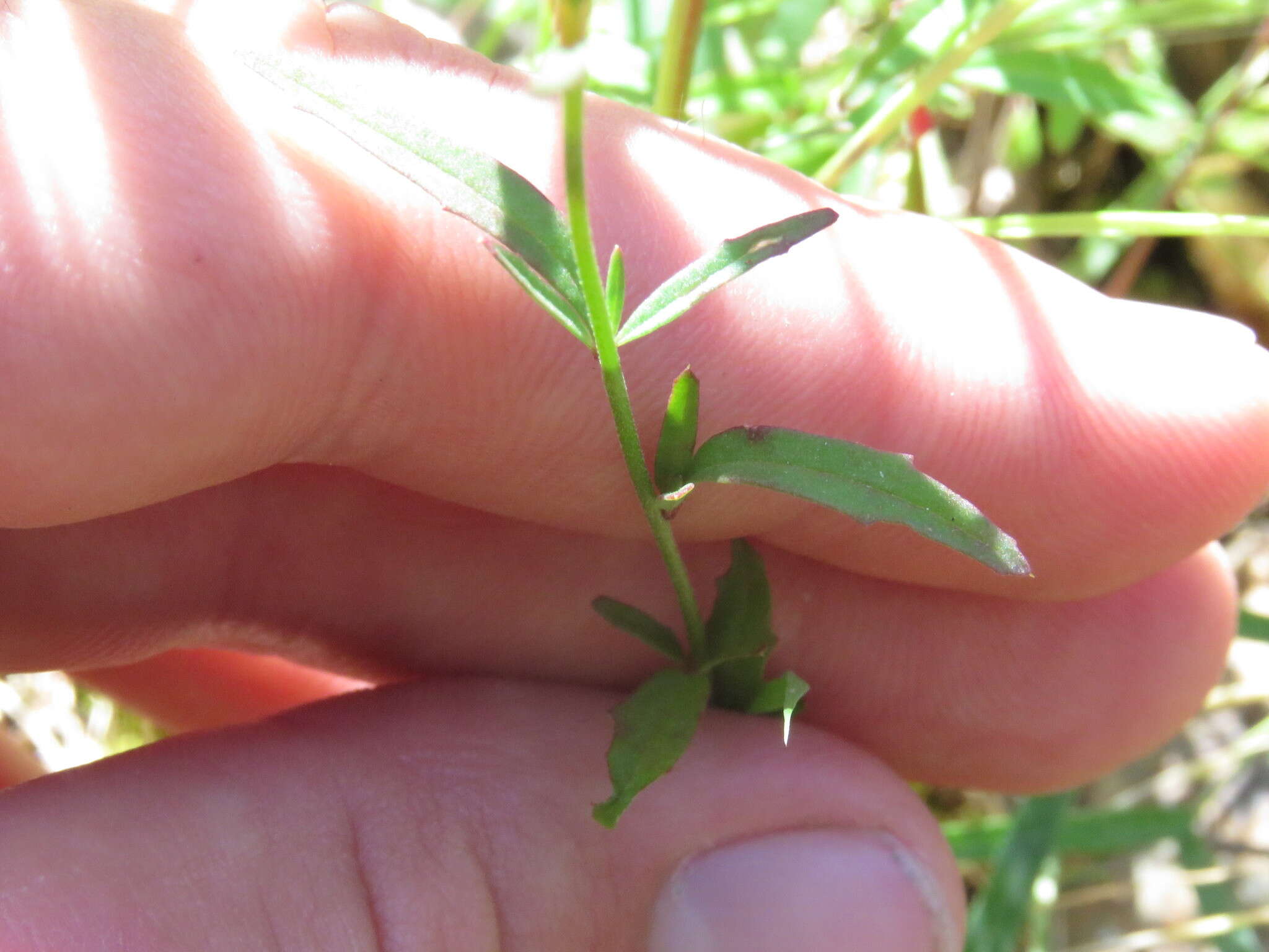 Image of canyon clarkia