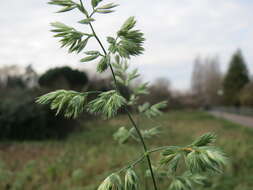 Image of Cocksfoot or Orchard Grass