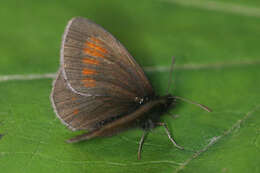 Image of Eriphyle Ringlet