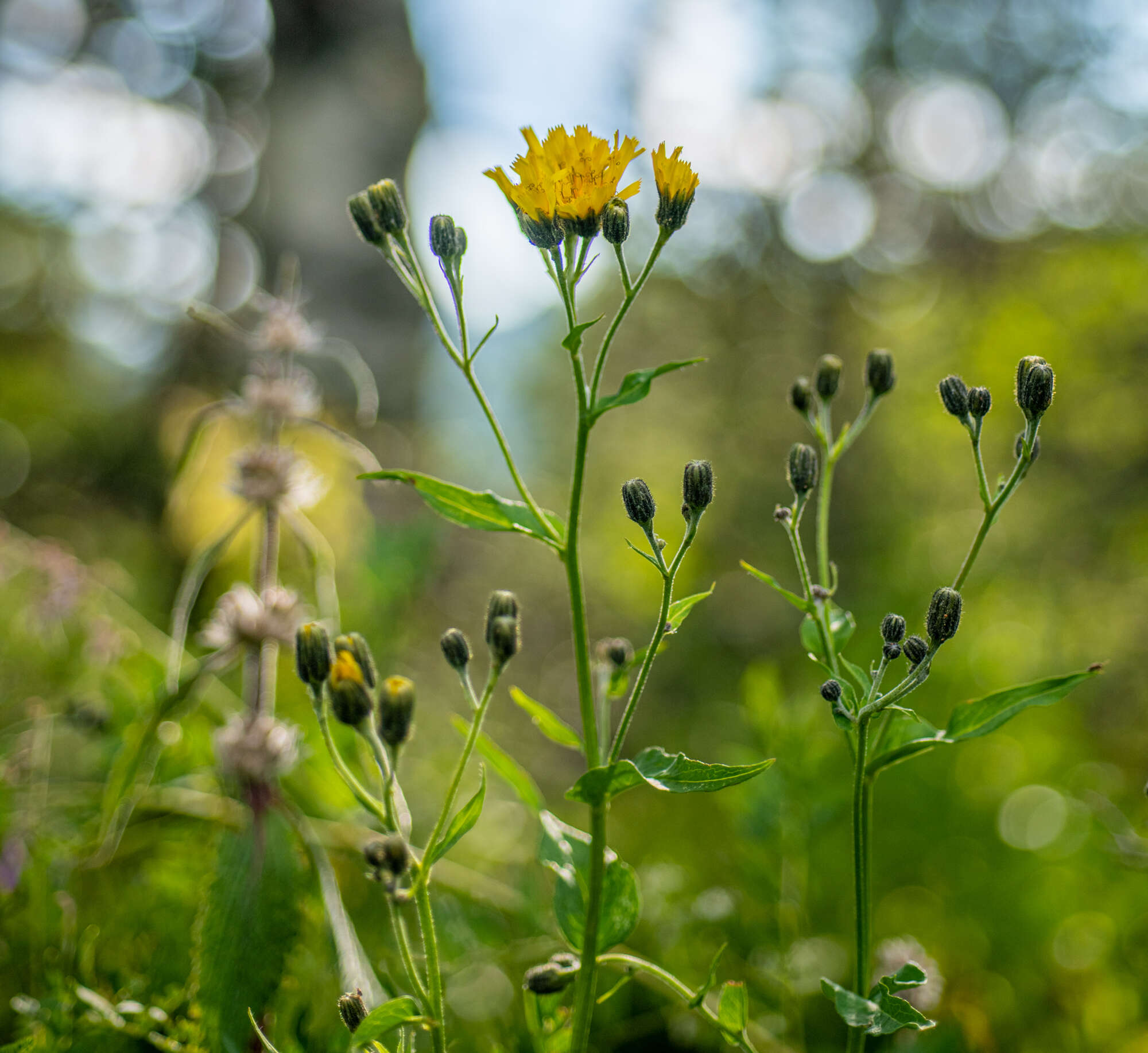 Image of Hieracium krylovii Nevski ex Krylov