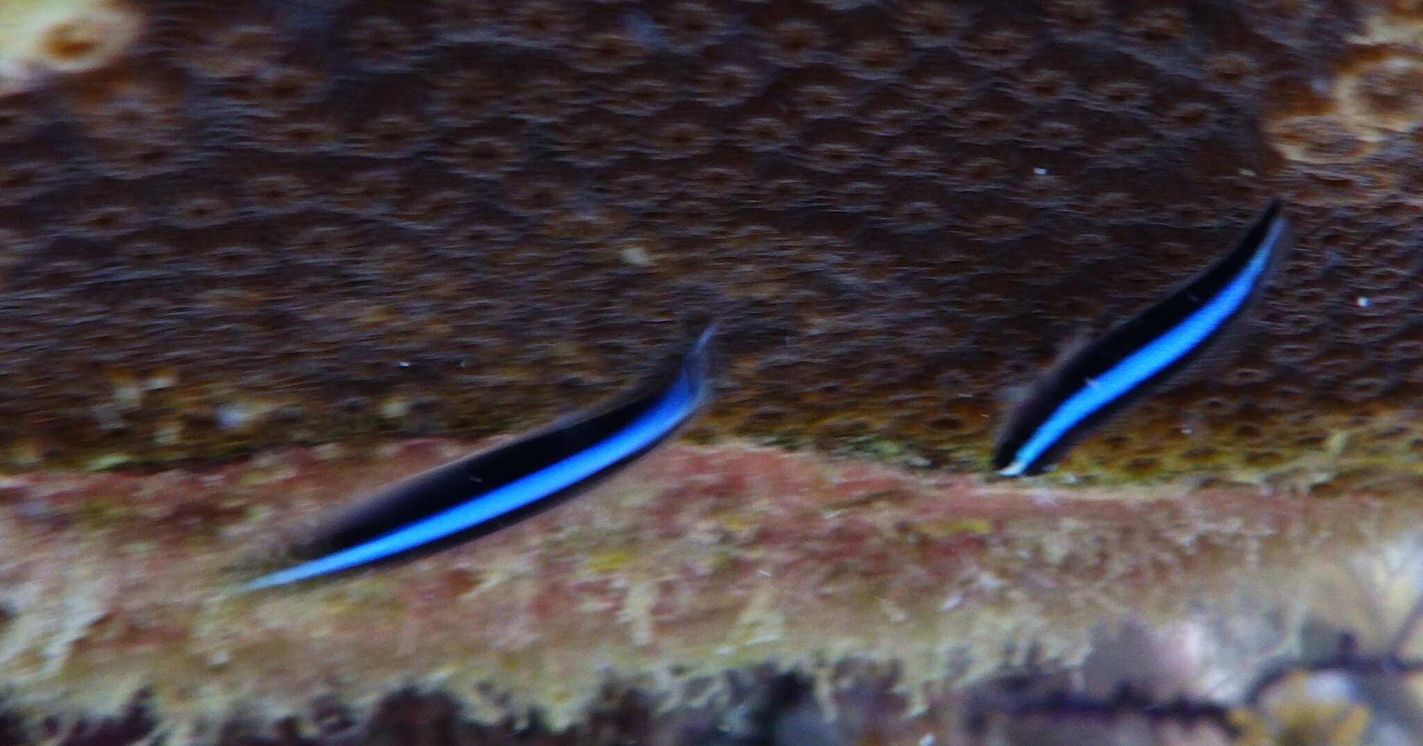 Image of Northern Neon Goby