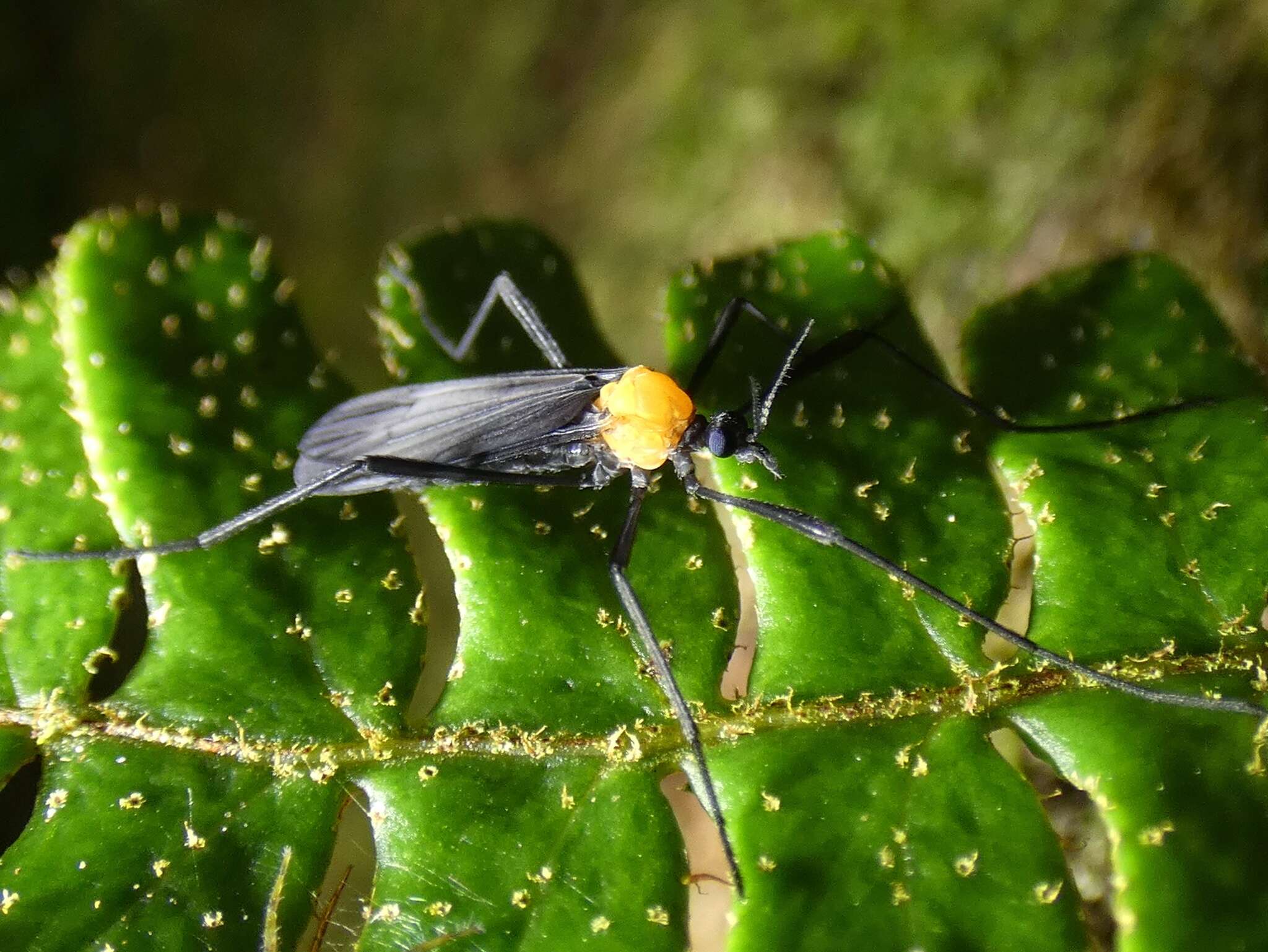 Eugnophomyia curraniana (Alexander 1945) resmi