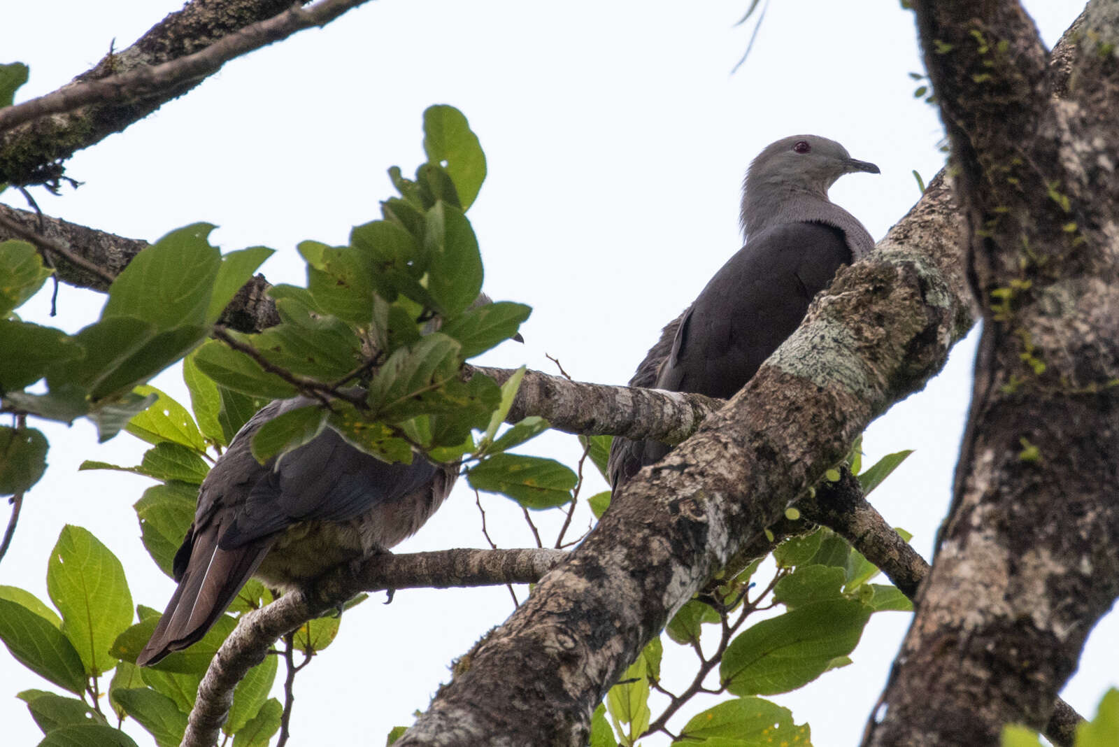 Image of Barking Imperial Pigeon