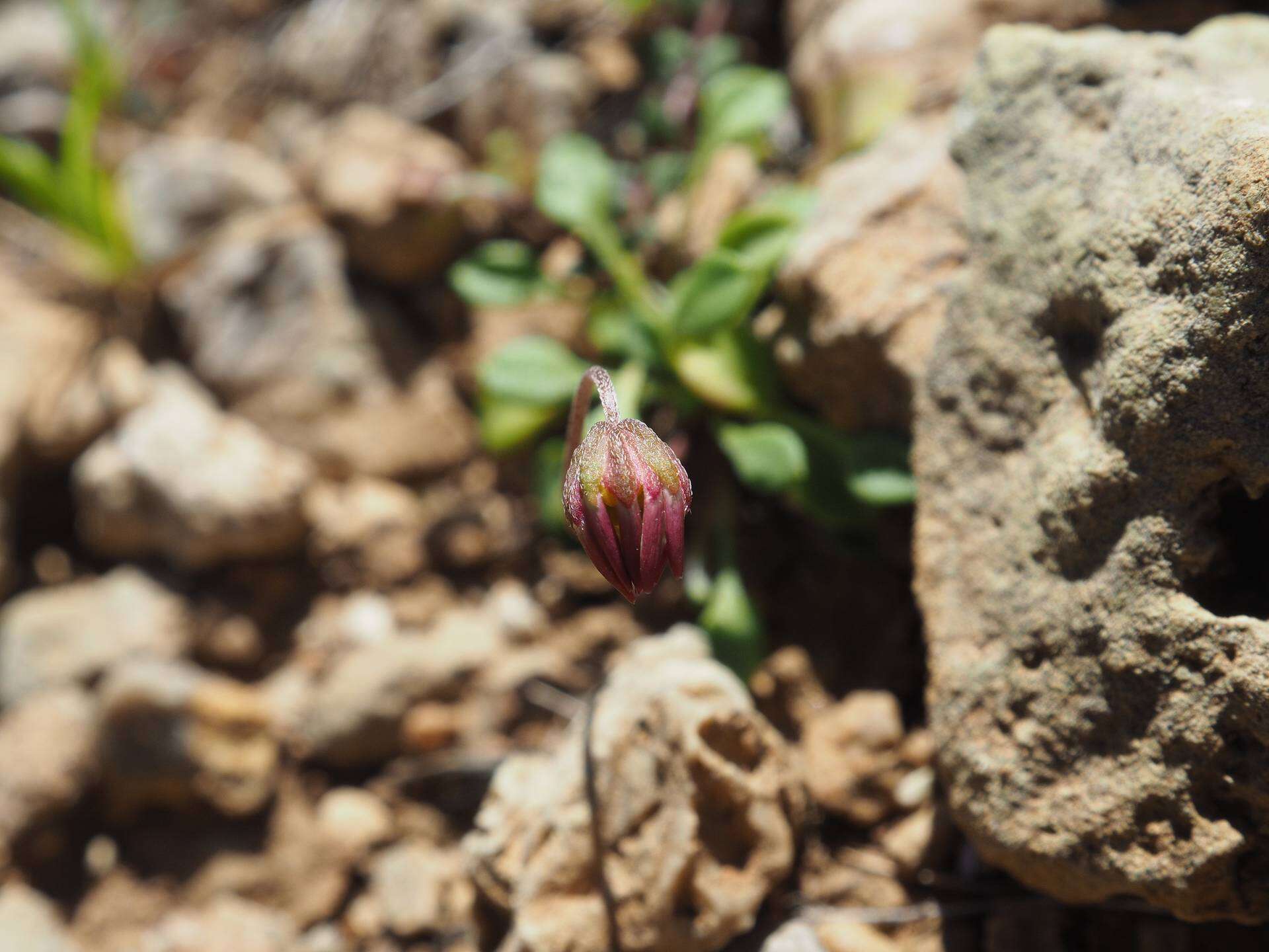 Image de Bellium fausse pâquerette