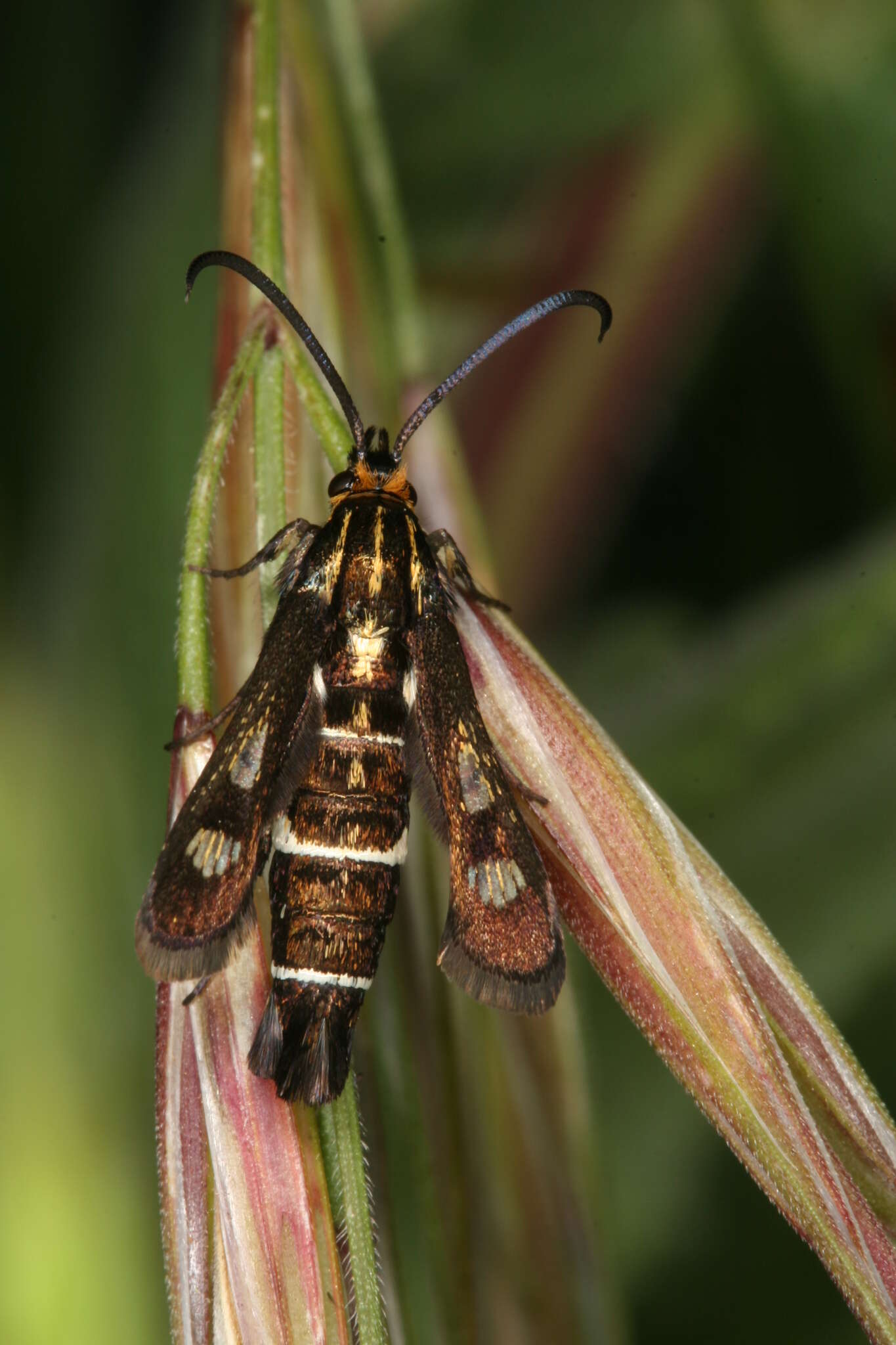 Image of Chamaesphecia maurusia Püngeler 1912