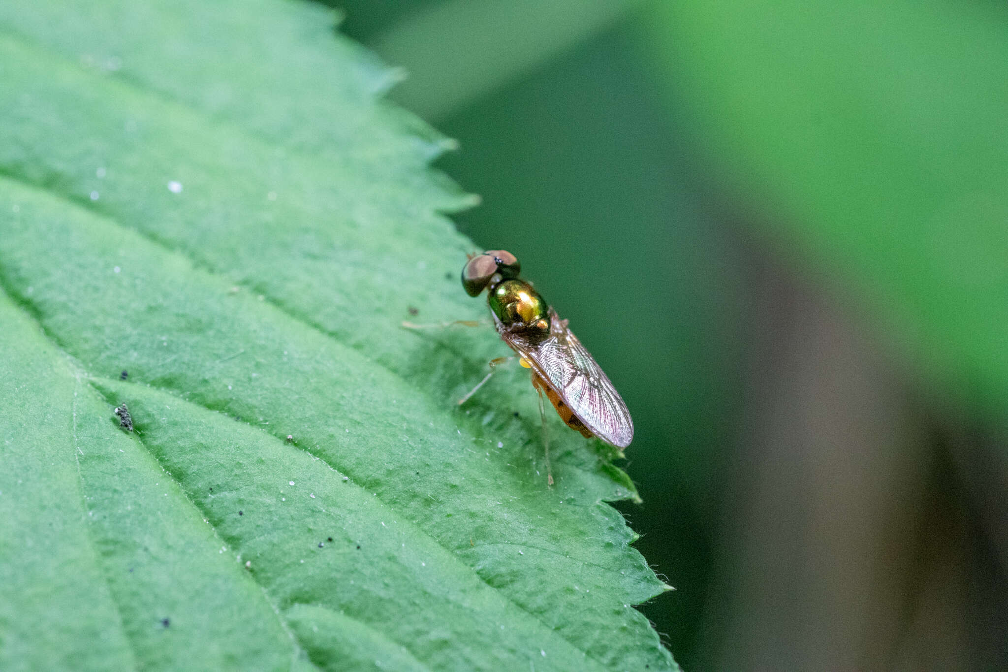 Image of Cephalochrysa canadensis (Curran 1927)