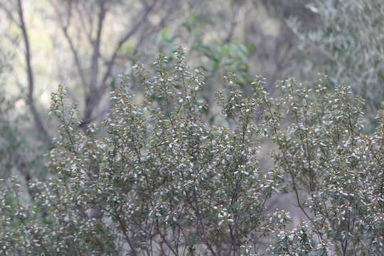 Image of Spyridium spathulatum F. Müll. ex Benth.