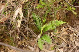 Image of Fishbone water-fern
