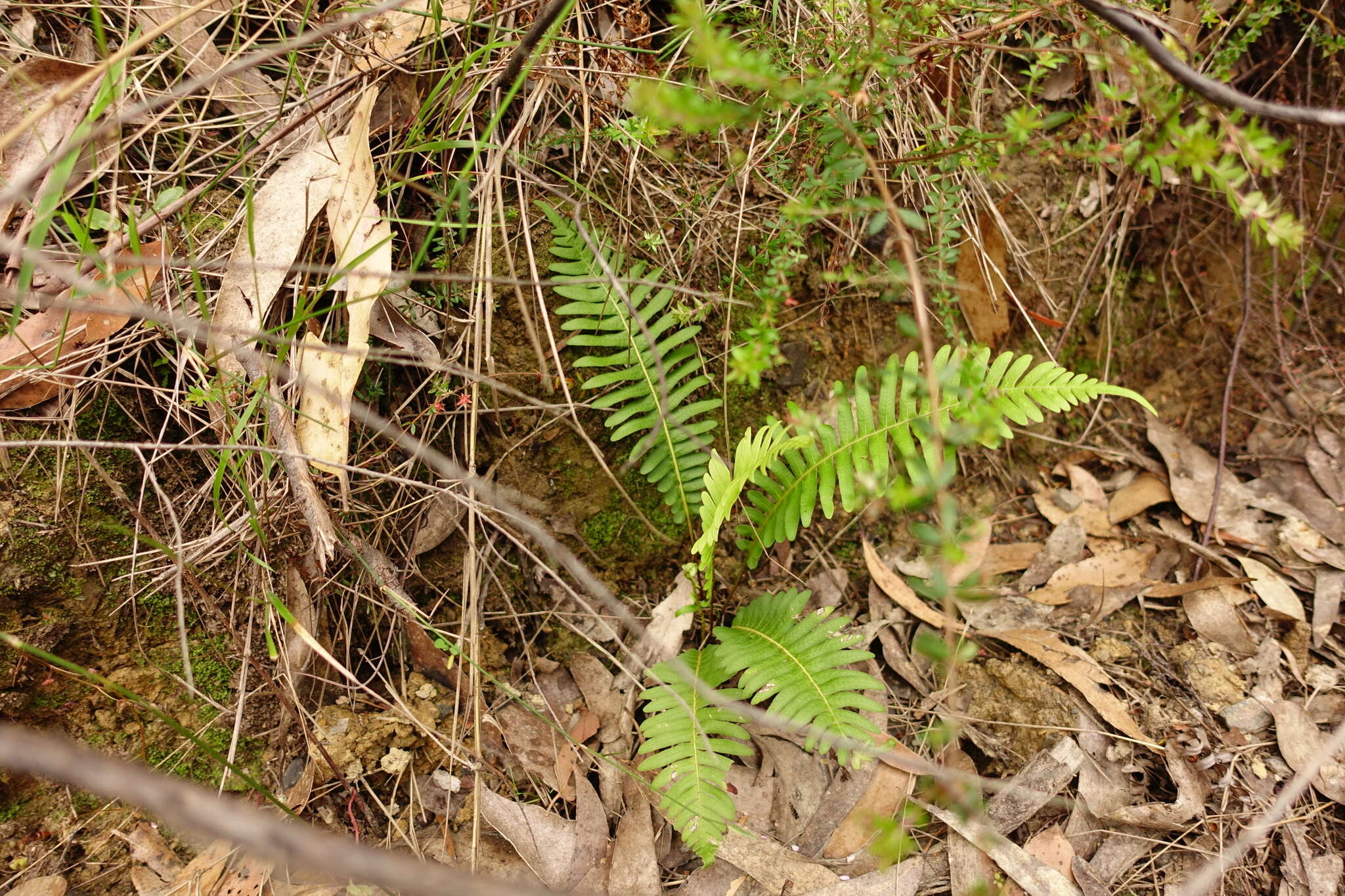 Image of Fishbone water-fern