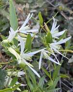 Image of Clematis linearifolia Steud.