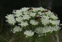 Слика од Laserpitium nitidum Zanted.