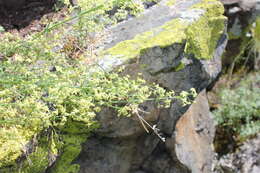 Image of Galium coriaceum Bunge