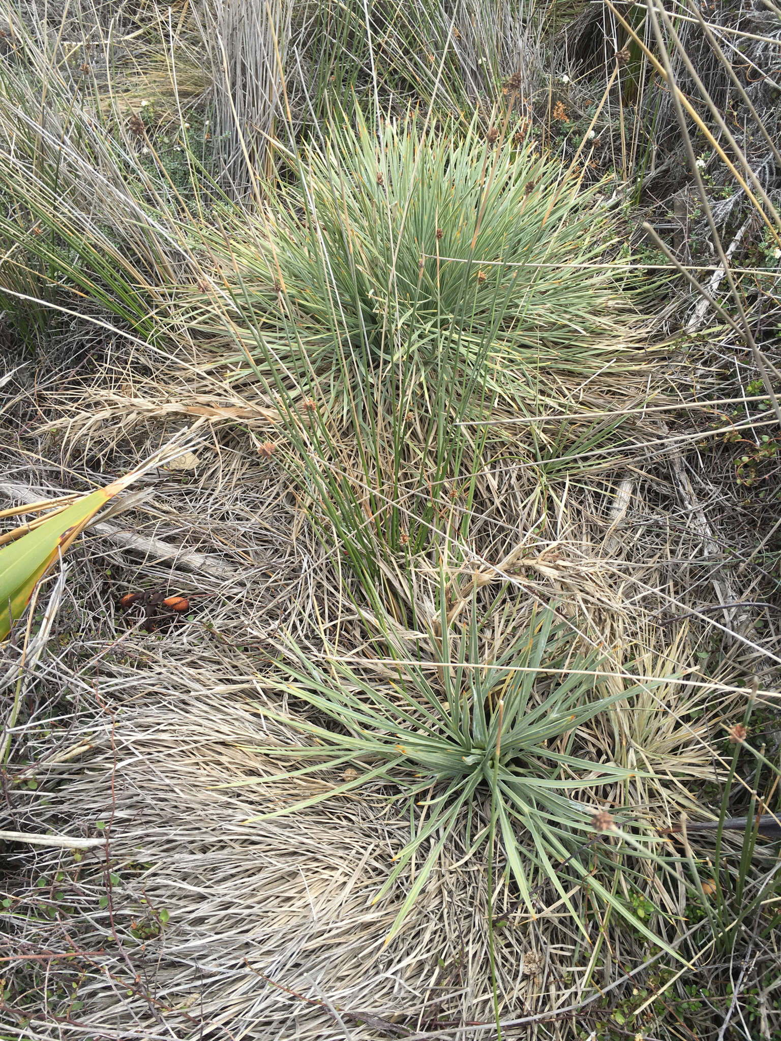 Image of Aciphylla squarrosa J. R. Forster & G. Forster