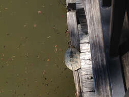 Image of Texas Map Turtle