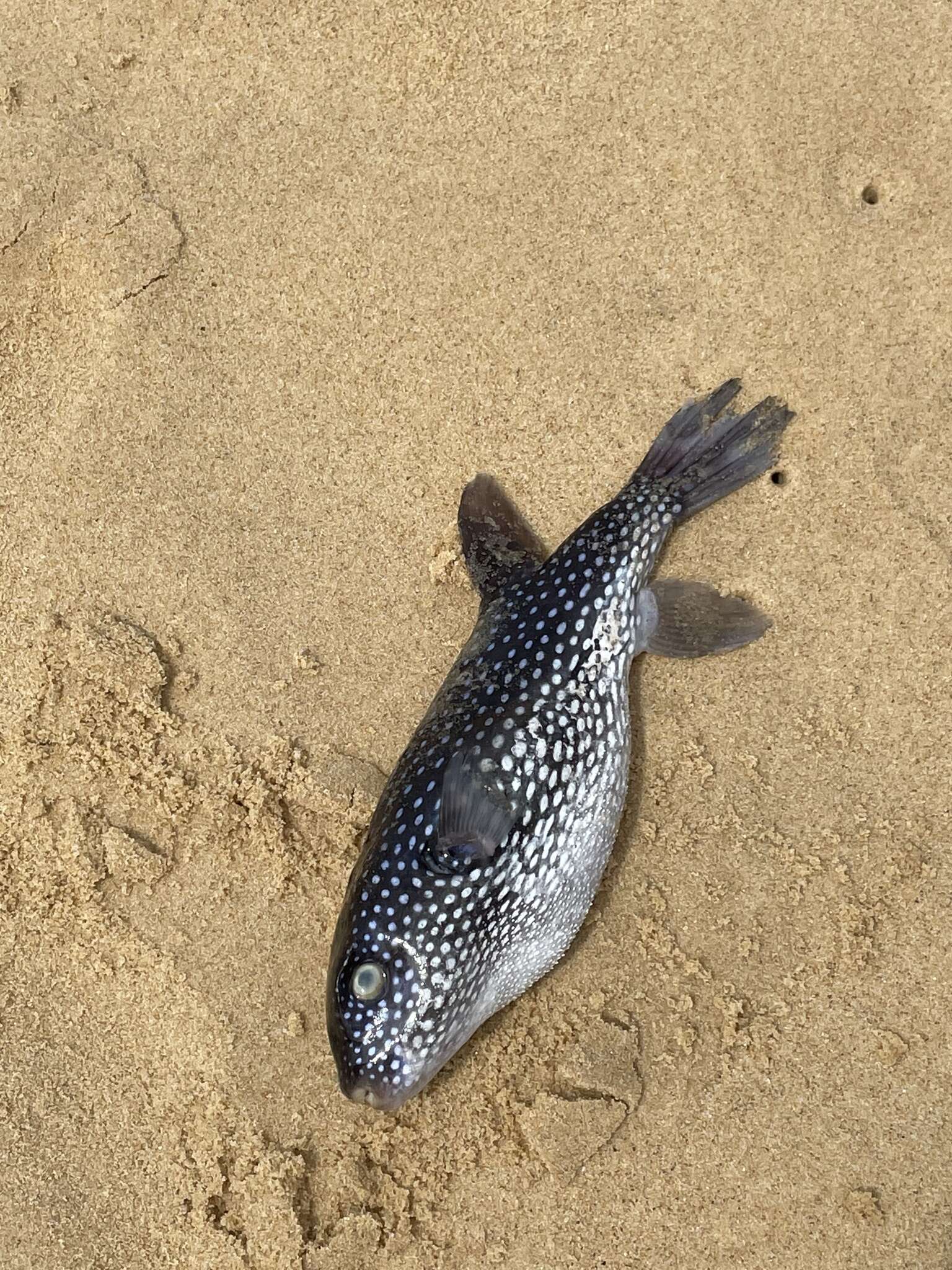 Image of Starry Toadfish