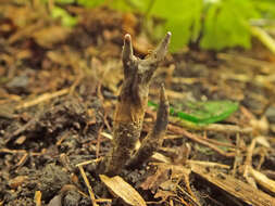 Слика од Xylaria friesii Læssøe 1992