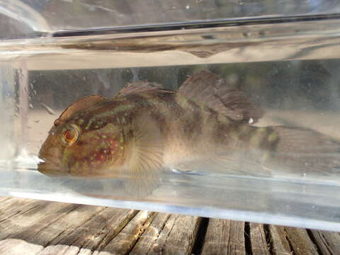 Image of Lophogobius