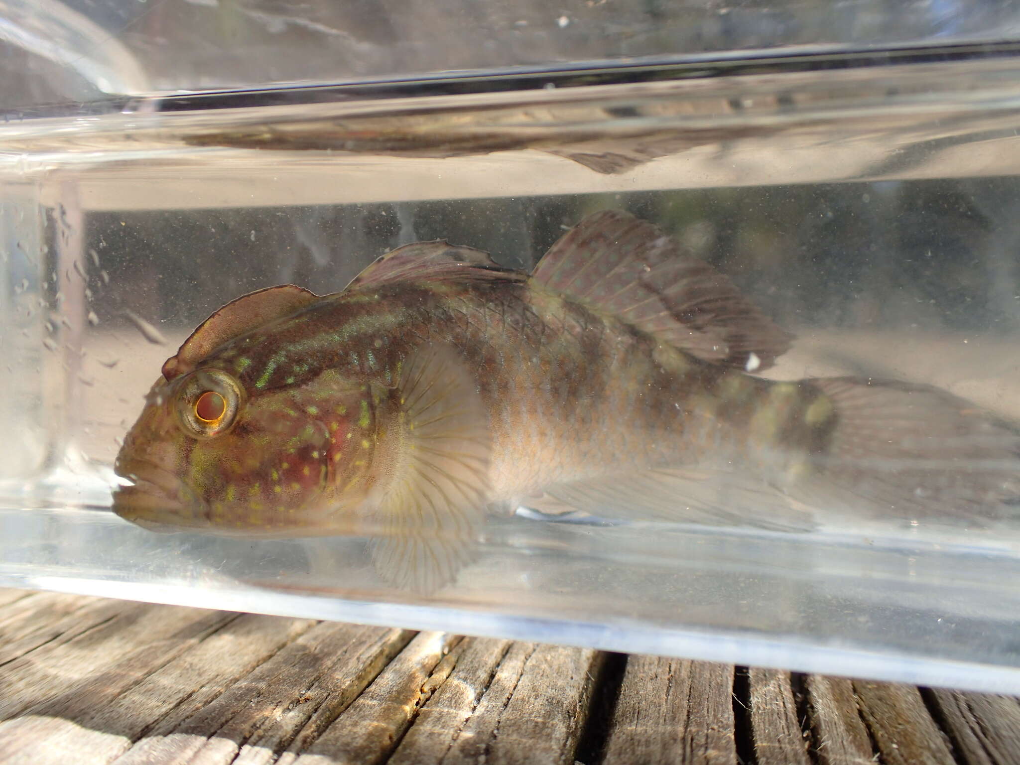 صورة Lophogobius