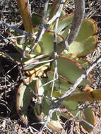 Image of Cotyledon cuneata Thunb.