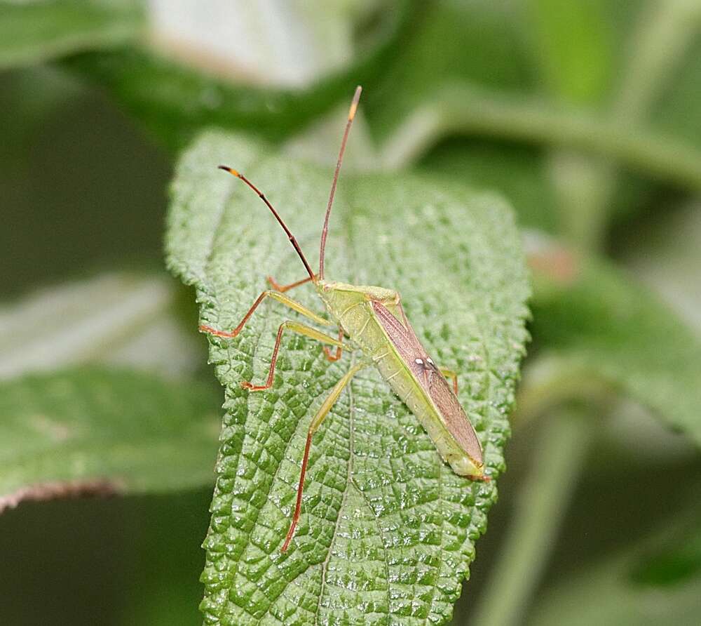 Imagem de Homoeocerus (Anacanthocoris) bipunctatus Hsiao 1962